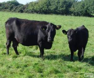 Puzzle Aberdeen Angus