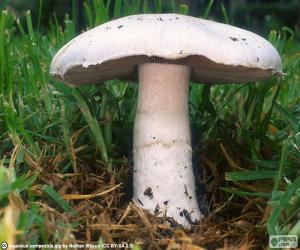 Puzzle Agaricus campestris