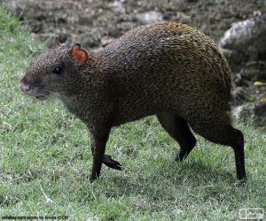 Puzzle Agouti