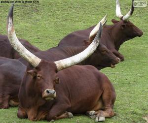 Puzzle Ankole-Watusi