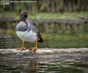 Puzzle Barrow goldeneye