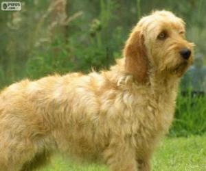 Puzzle Basset Fauve de Bretagne