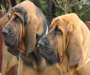 Puzzle Bloodhound