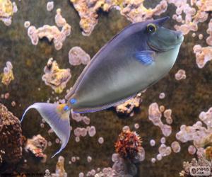 Puzzle Bluespine unicornfish