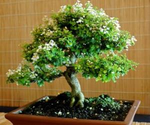 Puzzle Bonsai δέντρο, μικρογραφία δέντρο σε ένα δίσκο μετά την ιαπωνική τέχνη του bonsai