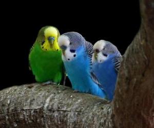 Puzzle Budgerigar