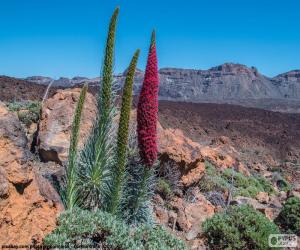 Puzzle Bugloss Τενερίφη, Τενερίφη