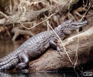 Puzzle Caiman