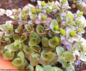 Puzzle Callisia repens