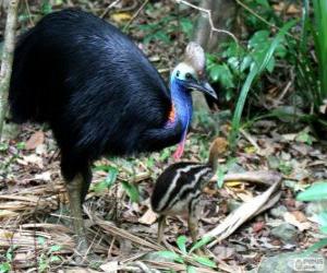 Puzzle Cassowary