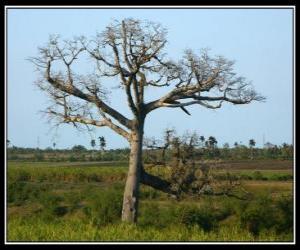 Puzzle Ceiba