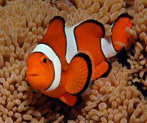 Puzzle Clownfish