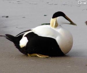 Puzzle Common Eider