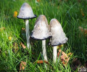 Puzzle Coprinus comatus