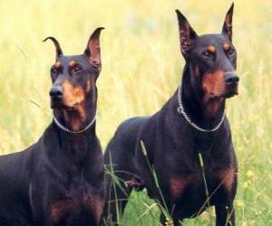 Puzzle Doberman Pinscher