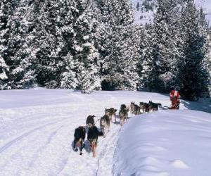 Puzzle Dogsledding