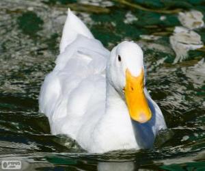 Puzzle Domestic duck