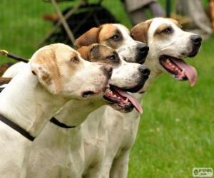 Puzzle English Foxhound