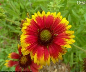 Puzzle Flor Gaillardia pulchella