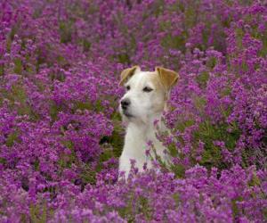 Puzzle Fox Terrier στον τομέα