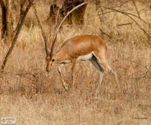 Puzzle Gazella bennettii