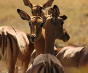 Puzzle Gazelles