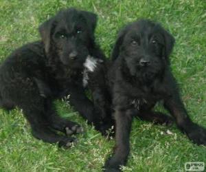 Puzzle Giant Schnauzer κουτάβια