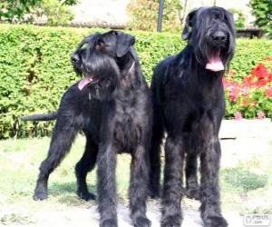 Puzzle Giant Schnauzer