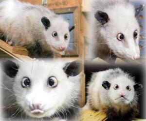 Puzzle Heidi, Opossum Leipzig Zoo, Γερμανία