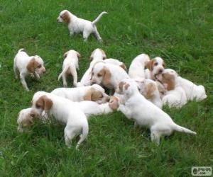 Puzzle IIstrian Shorthaired Hound κουτάβια