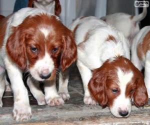 Puzzle Irish Red and white Setter κουτάβια