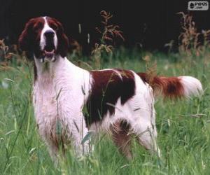 Puzzle Irish Red and white Setter