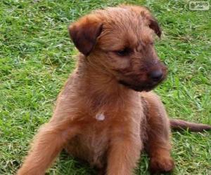 Puzzle Irish Terrier κουτάβι