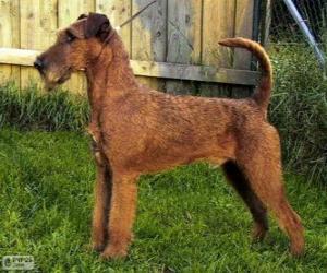 Puzzle Irish Terrier