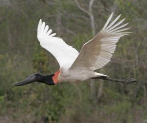 Puzzle Jabiru