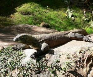 Puzzle Komodo dragon