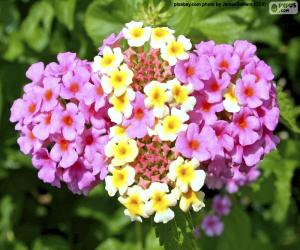 Puzzle Lantana camera