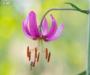 Puzzle Lilium martagon