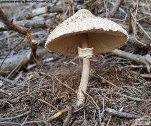 Puzzle Macrolepiota procera