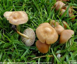 Puzzle Marasmius oreades