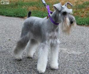 Puzzle Miniature Schnauzer