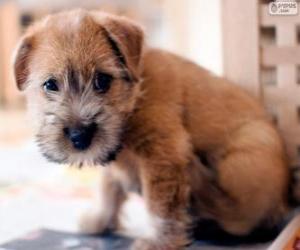 Puzzle Norwich Terrier κουτάβι