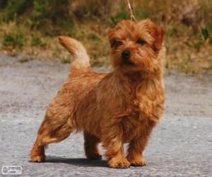 Puzzle Norwich Terrier