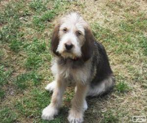 Puzzle Otterhound κουτάβι