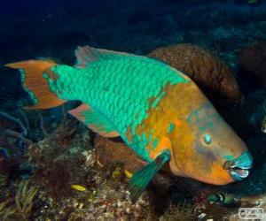 Puzzle Parrotfish