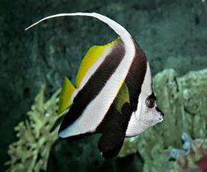 Puzzle Pennant coralfish