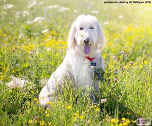 Puzzle Poodle