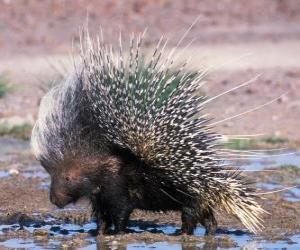 Puzzle Porcupine