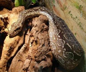 Puzzle Python reticulatus