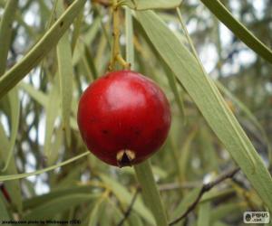 Puzzle Quandong